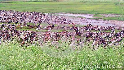 Domestic ducks farm photo Stock Photo