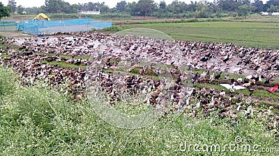 Domestic ducks farm feeding in the fields Stock Photo