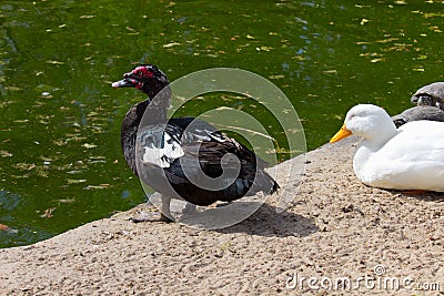 Domestic ducks at the sunny day Stock Photo