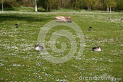 Domestic ducks on the green meado Stock Photo