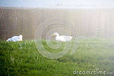 Domestic ducks to the river Stock Photo