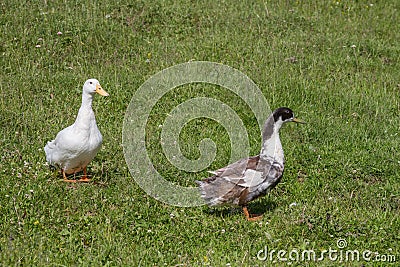 Domestic ducks Stock Photo