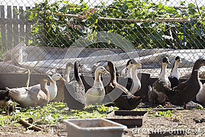 Domestic ducks walk and eat on a farm on a sunny day. Stock Photo