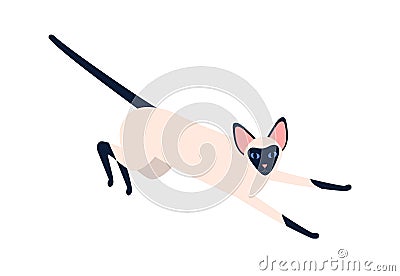 Domestic exotic siam pet vector flat illustration. Siamese oriental cat breed isolated on white background. Playful Vector Illustration