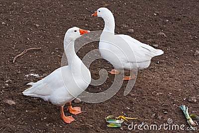 Domestic farm animals white geese Stock Photo