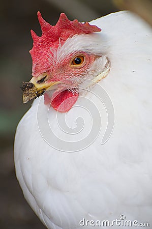 Domestic Farm Chicken with red comb Stock Photo