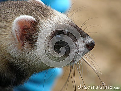 Domestic ferrets (Mustela) close-up on a walk. Stock Photo