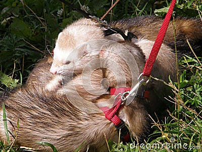 Domestic ferrets (Mustela) close-up on a walk. Stock Photo