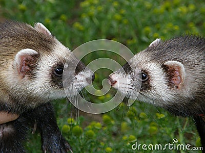 Domestic ferrets (Mustela) close-up on a walk. Stock Photo