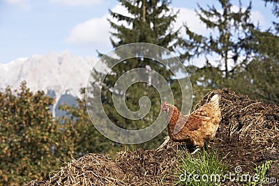 Domestic fowl Stock Photo