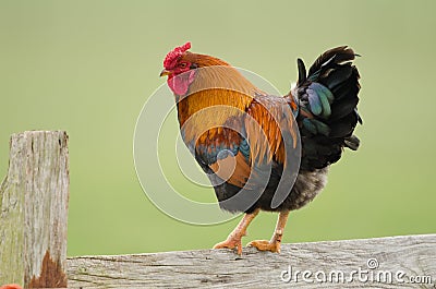 Domestic fowl Stock Photo