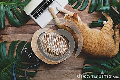 Domestic ginger cat acts as human working on laptop computer on Stock Photo