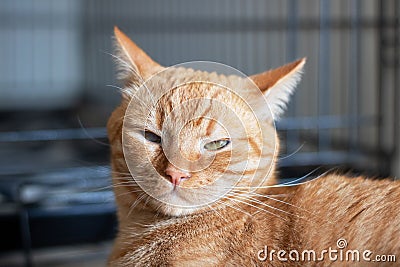 Domestic ginger cat at home portrait closeup Stock Photo