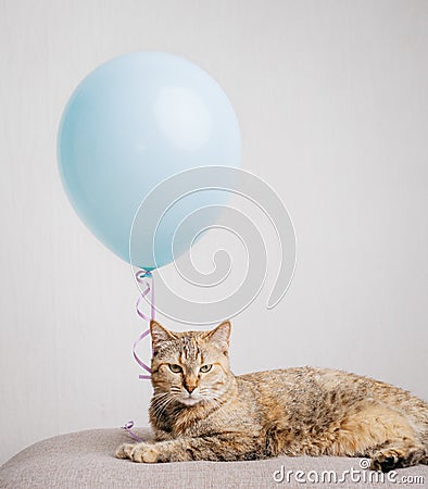 Domestic ginger cat lies next to a blue balloon on a sofa. Stock Photo