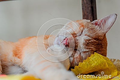 Domestic ginger cat is sleeping with a swollen nose due to pus and abscess from infected cut on head stock photo Stock Photo