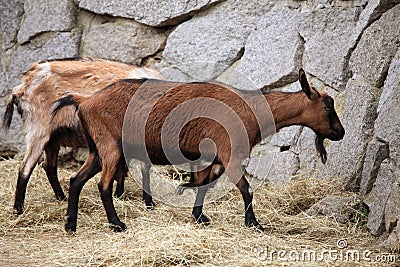 Domestic goat (Capra aegagrus hircus). Stock Photo