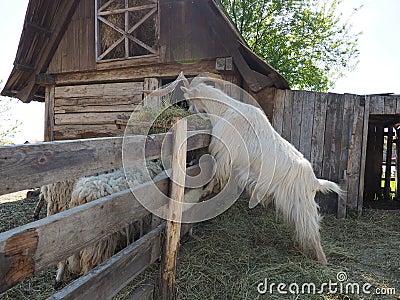 The domestic goat is Capra hircus, a species of artiodactyls from the genus Capra mountain goats of the bovine family Stock Photo