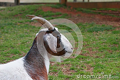 Domestic Goat at children`s petting zoo. Stock Photo