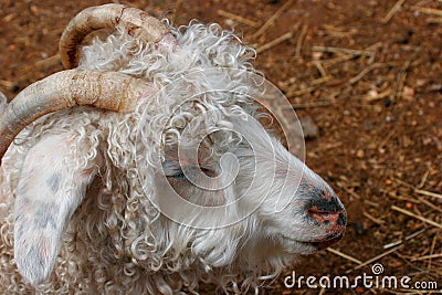 Domestic goat closeup portraitat children`s petting zoo Stock Photo