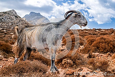 Domestic goat on Crete island, Greece Stock Photo