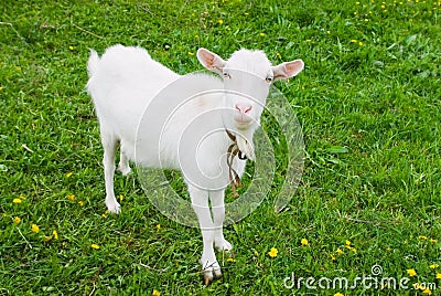 Domestic Goat- goatling Stock Photo