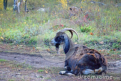 Domestic goat graze in the autumn forest. Stock Photo