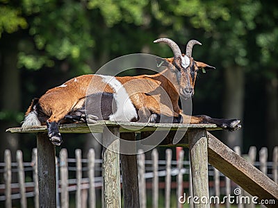 Domestic Goat lying Stock Photo