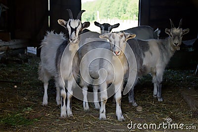 Domestic goats Stock Photo