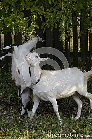 Domestic goats Stock Photo