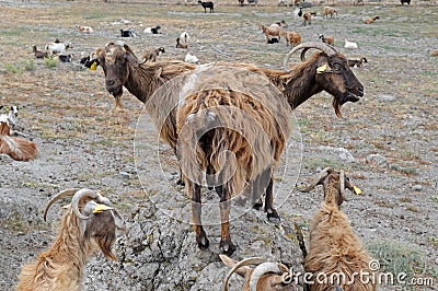 Domestic goats Stock Photo