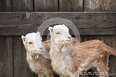 Domestic goats in the farm Stock Photo