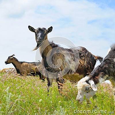 Domestic goats Stock Photo