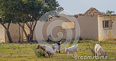 Domestic goats outside a ruined building Stock Photo