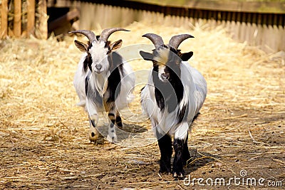 Domestic goats Stock Photo