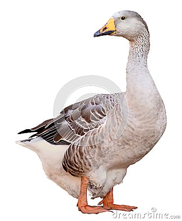 Domestic goose, Anser anser domesticus, isolated on white background Stock Photo