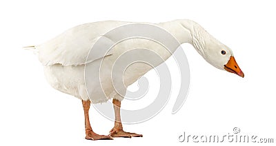 Domestic goose, Anser anser domesticus, standing and looking down Stock Photo