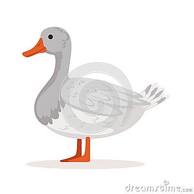 Domestic goose, poultry breeding vector Illustration Vector Illustration