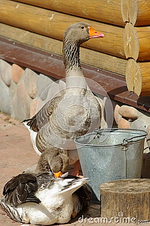 Domestic grey gooses Stock Photo