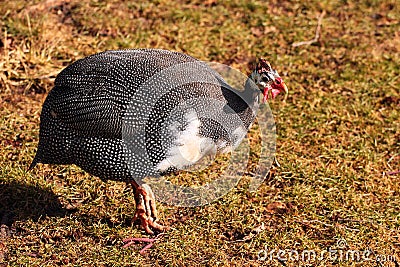 Domestic guinea fowl, or pearl hen, a domesticated form of the helmeted guineafowl Numida meleagris on green grass Stock Photo
