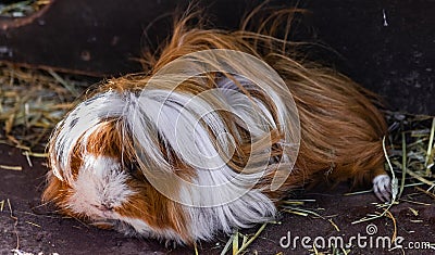 Domestic guinea pig Cavia porcellus Stock Photo