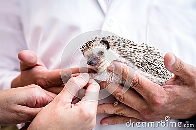 Domestic hedgehog being taken care of by veterinarians, animal care Stock Photo