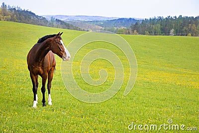 Domestic horse on a field Stock Photo