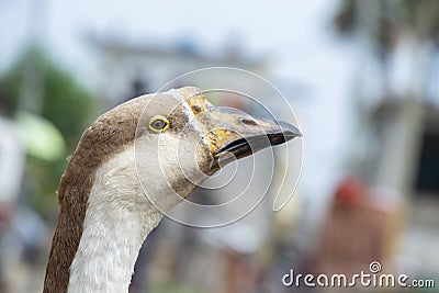 Domestic Indian goose relaxing in the poultry farm Stock Photo