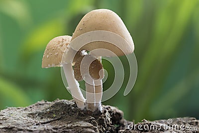 Domestic inky cap mushroom, coprinellus domesticus Stock Photo