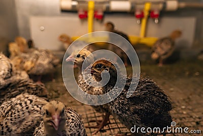 Domestic quail baby chickens are kept in a brooder in a hen house, close-up Stock Photo