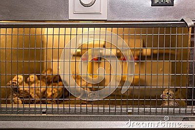 Domestic quail baby chickens are kept in a brooder in a hen house, focus on brooder grid Stock Photo