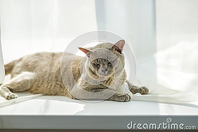 A domestic cat of Burmese breed, brown with yellow eyes, in the hands of the owner. She doesn't like having her Stock Photo