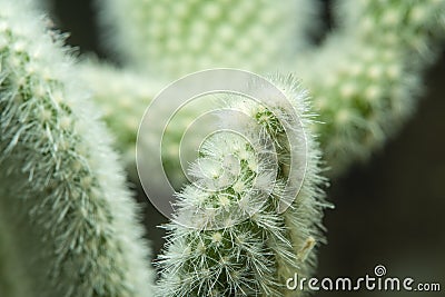domestic ornamental plant with needles Stock Photo