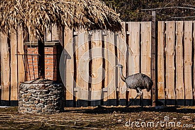 Domestic ostrich walking along the sand against wooden fence, Rural landscape, Home bird is walking, ostrich farm, farmyard with Stock Photo