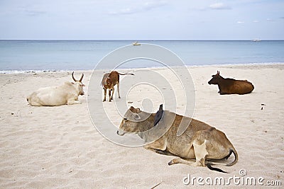 Domestic oxes on the beach, Uppuveli, Sri Lanka Stock Photo